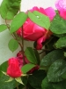 rosa3_040512