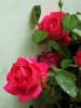 rosa4_040512