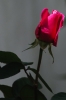 rosa_040507