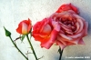 rosa_rosa