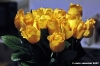 rose_gialle2