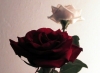 rose_mazzo2