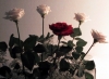 rose_mazzo5