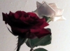 rose_mazzo8