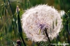 soffione1