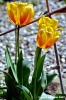 tulipani01_070401