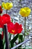 tulipani02_070401