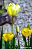 tulipani03_070401