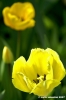 tulipani04_070401