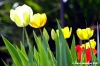 tulipani06_070401
