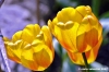 tulipani07