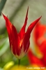 tulipani08