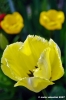 tulipani11