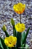 tulipani14