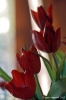tulipani17