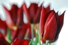 tulipani18