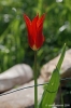 tulipani22