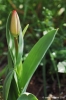 tulipani23