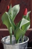 tulipani24