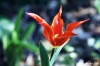 tulipani26