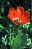 tulipani27