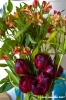 tulipani_fresie1