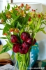 tulipani_fresie2