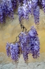 viale_righi_glicine15