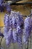 viale_righi_glicine16