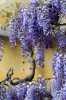 viale_righi_glicine17