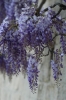 viale_righi_glicine20