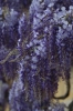 viale_righi_glicine21