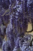 viale_righi_glicine22
