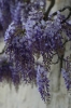 viale_righi_glicine23