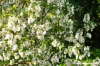 acacia01