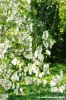 acacia02