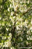 acacia03