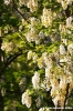 acacia04