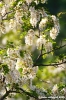 acacia07