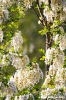 acacia08