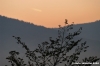 albero_alba