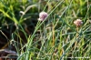 erba_cipollina