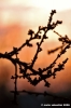 fioritura_gemme3