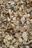 foglie_quercia