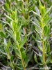 hyssopus_officinalis