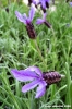 lavanda1