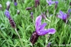 lavanda2