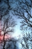 luminarie_alberi6