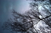 luminarie_alberi7