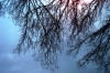luminarie_alberi8